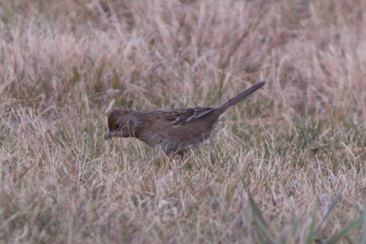 Golden-crowned Sparrow - ML200094671