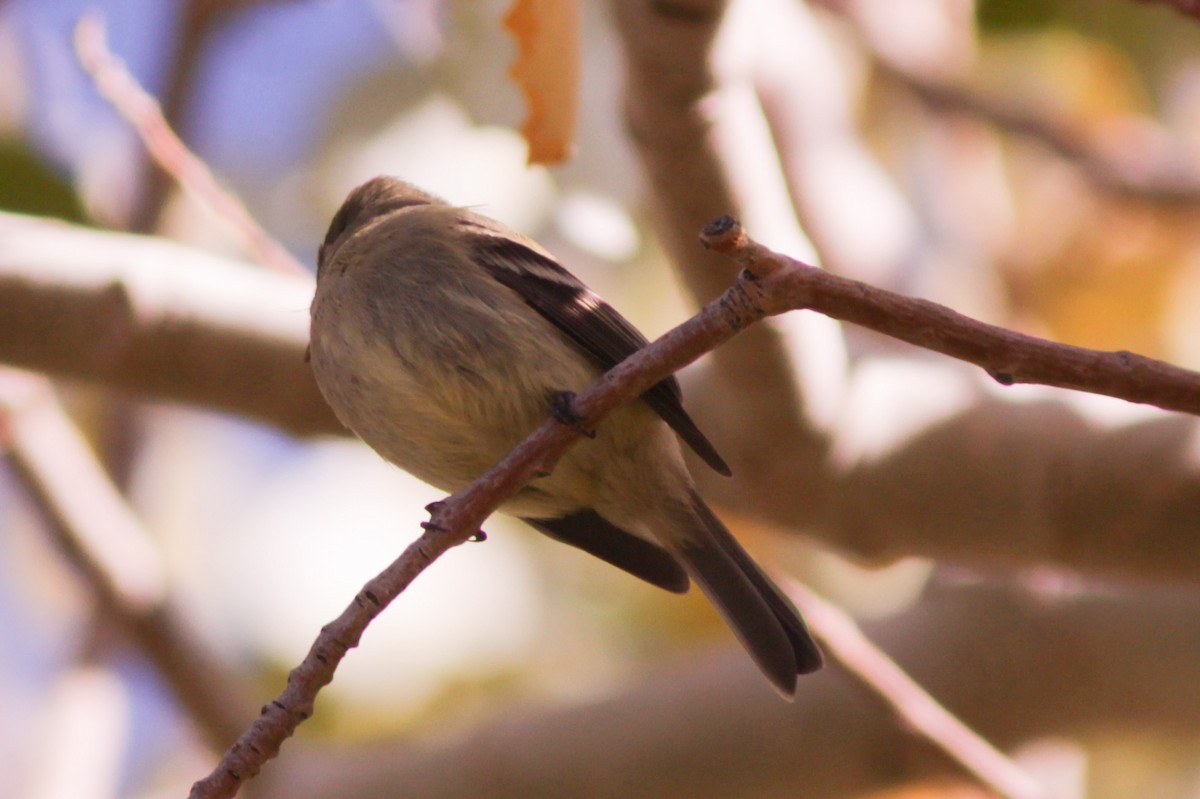 Hammond's Flycatcher - ML200094821