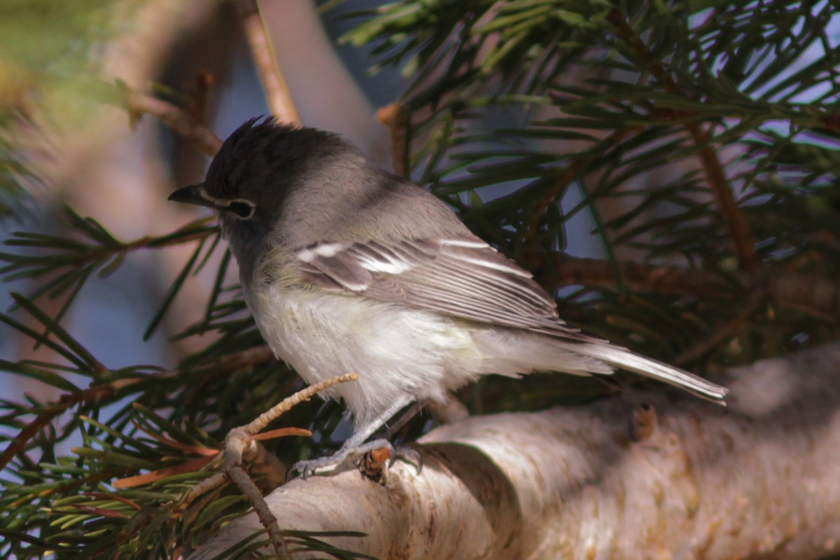 Plumbeous Vireo - ML200095151