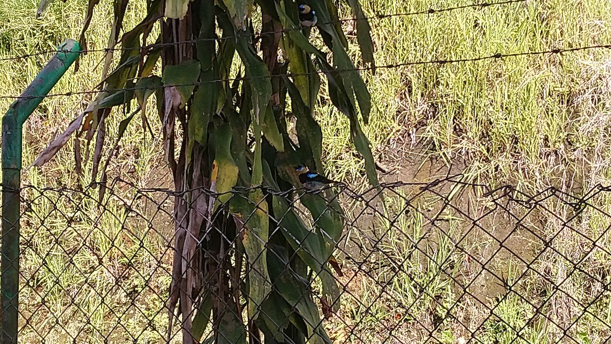 Golden-hooded Tanager - ML200095891