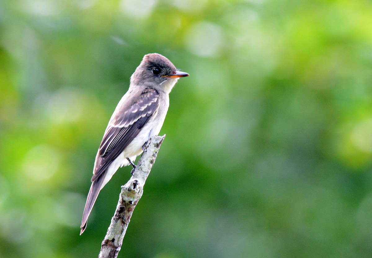 Eastern Wood-Pewee - Charles Hundertmark
