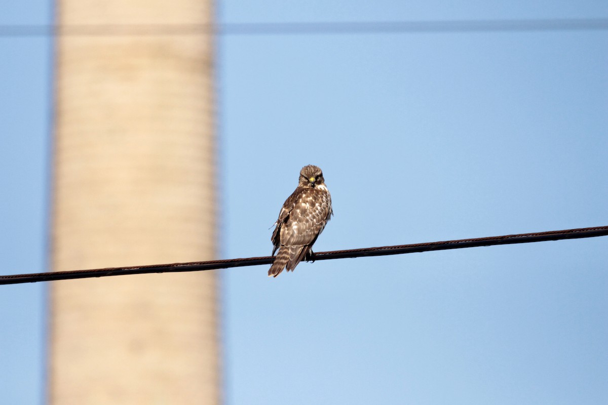 Red-shouldered Hawk - ML200100001