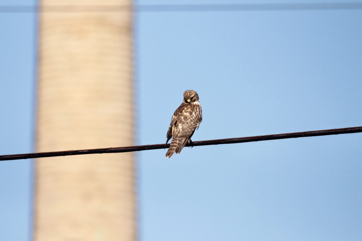 Red-shouldered Hawk - ML200100151