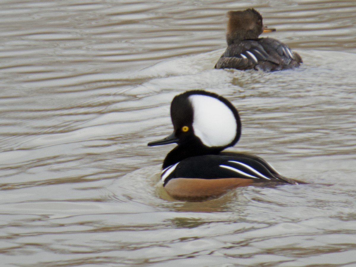 Hooded Merganser - ML200102181