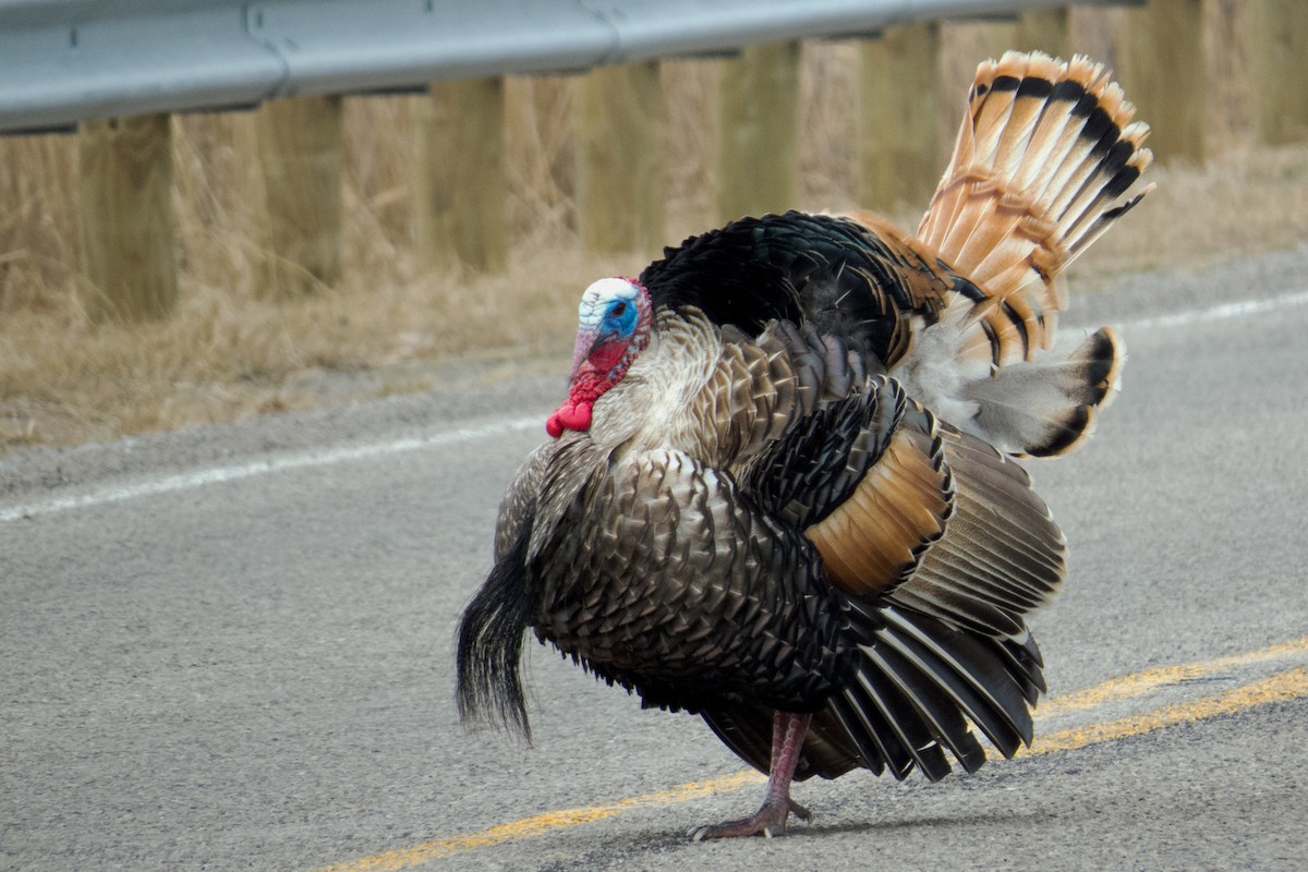 Wild Turkey - Trevor Zook