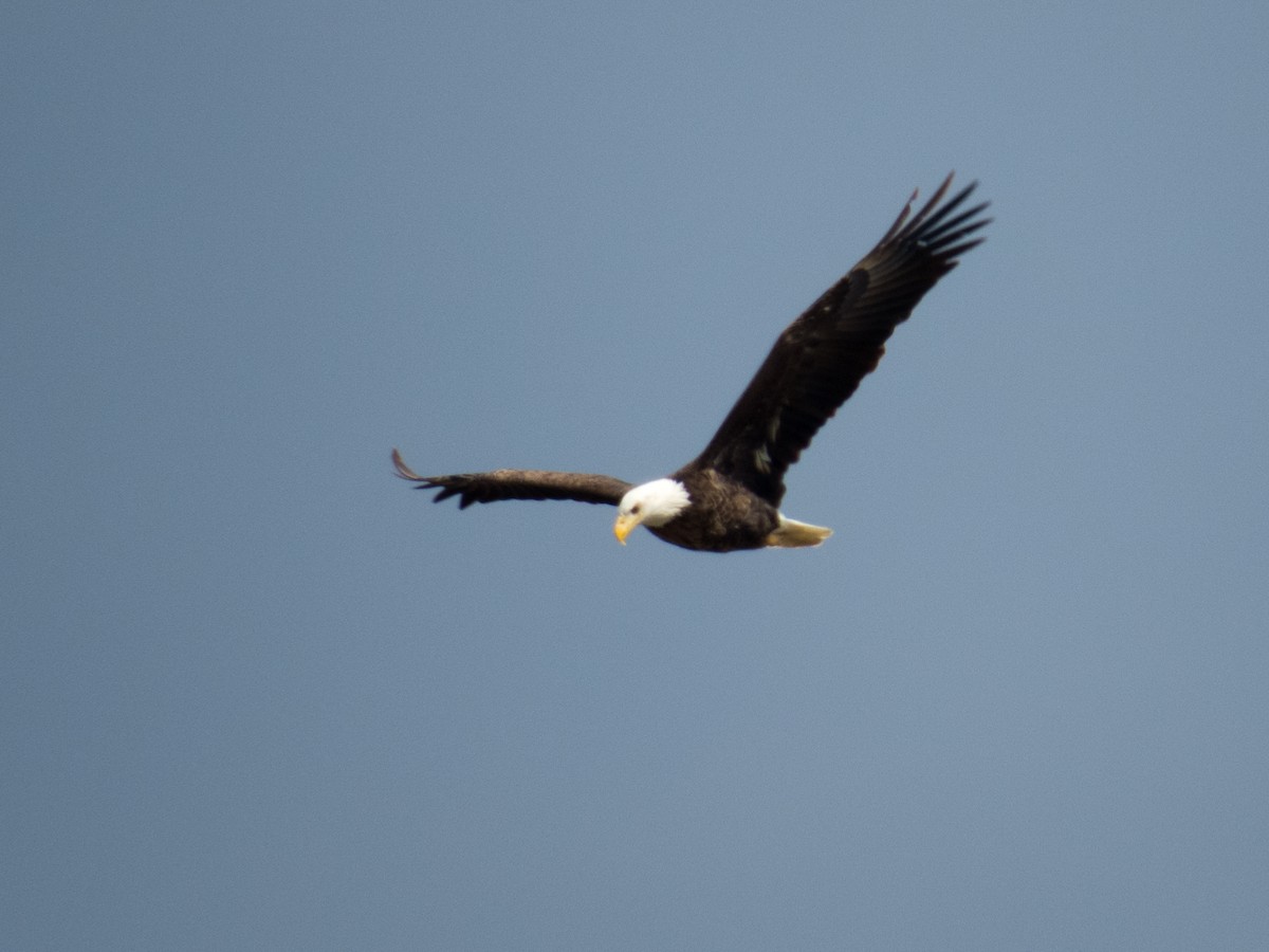 Bald Eagle - ML200103421