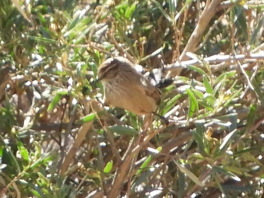 Plain-mantled Tit-Spinetail - Claudio Martin