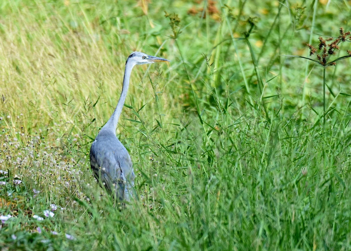 Gray Heron - ML200104951