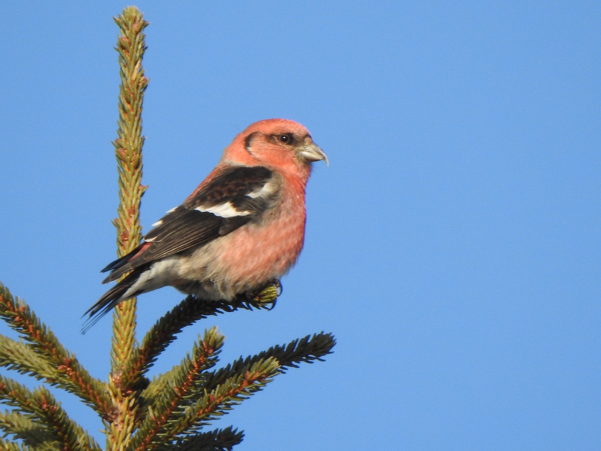 White-winged Crossbill - Marco Vachon