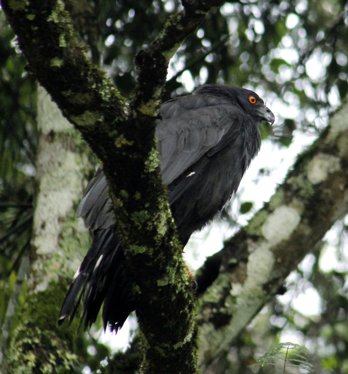 káně dlouhonohá - ML200106401