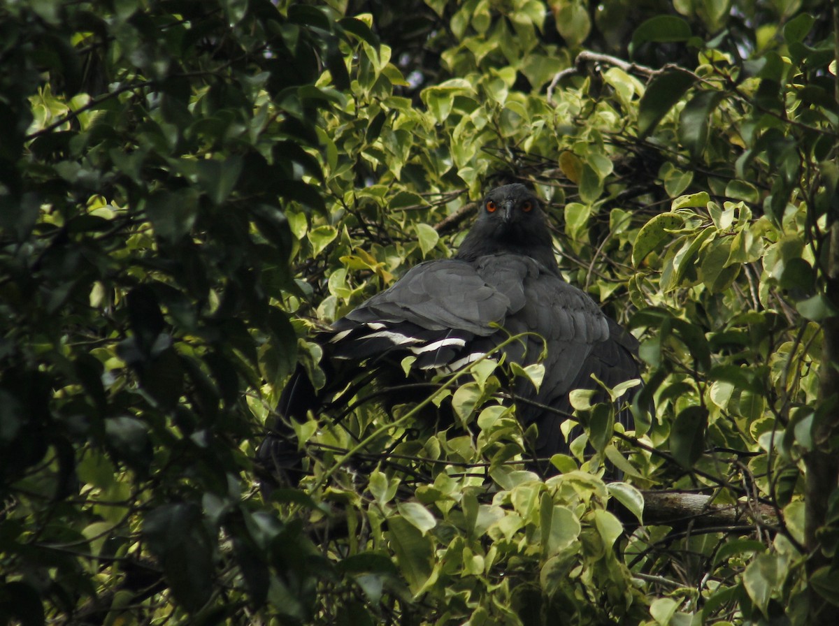 káně dlouhonohá - ML200106421