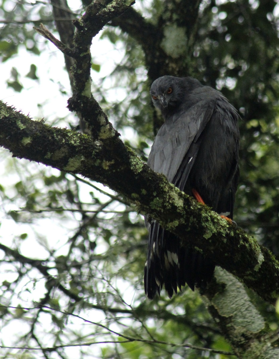 káně dlouhonohá - ML200106431