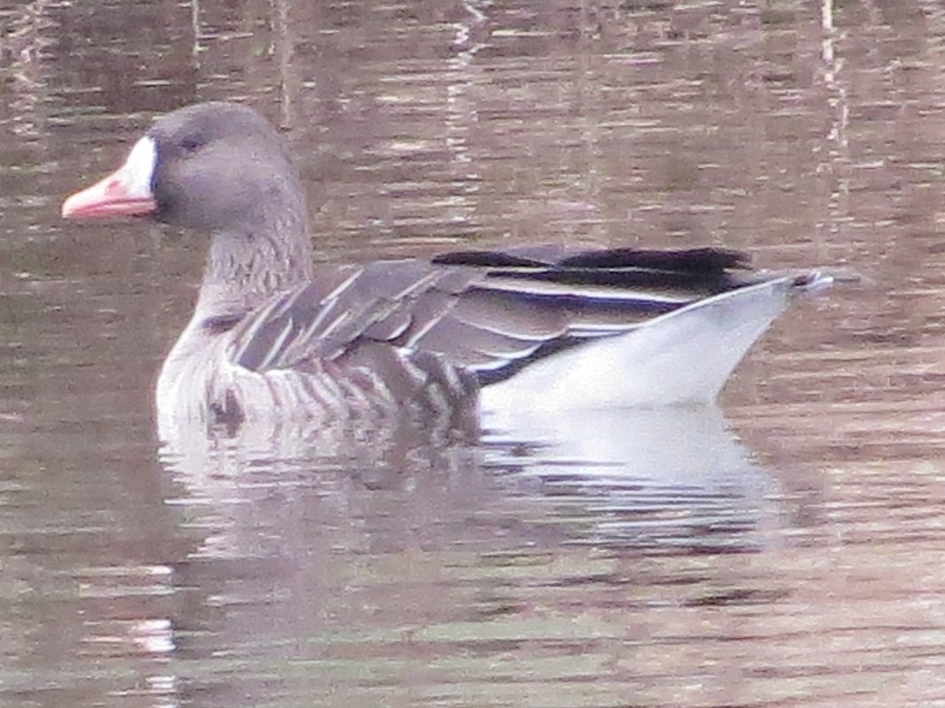 Greater White-fronted Goose - ML200106471