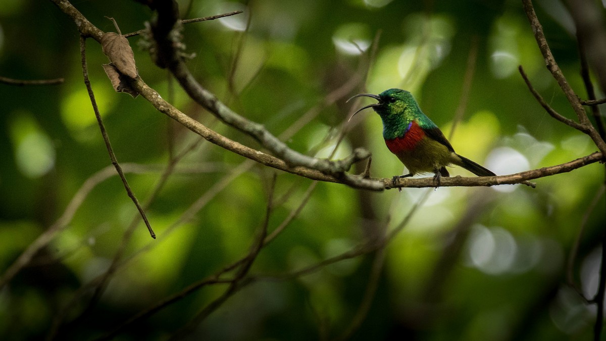 Forest Double-collared Sunbird - Michael Riffel