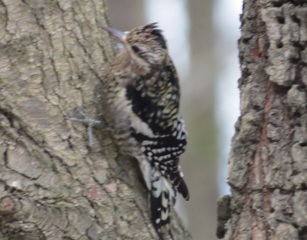 Yellow-bellied Sapsucker - ML200106661