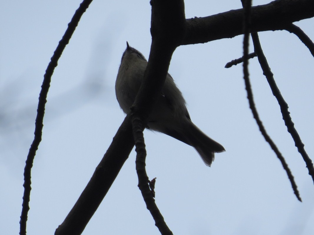 Golden-crowned Kinglet - ML200106741