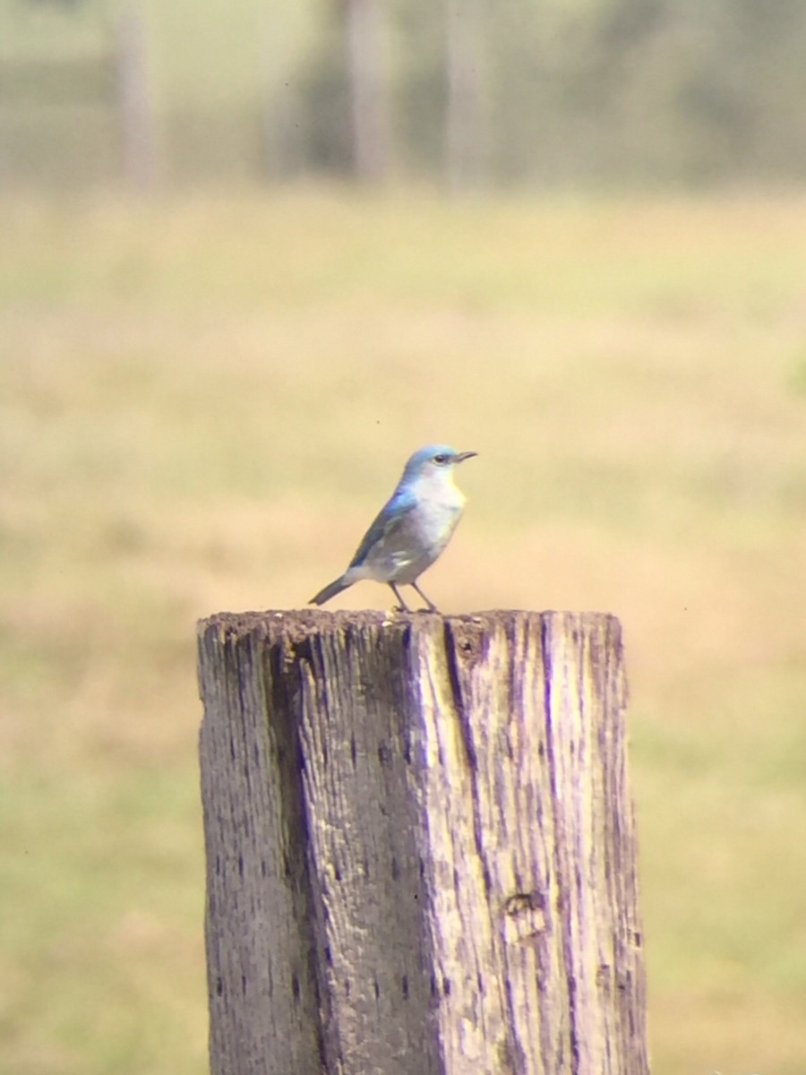 Mountain Bluebird - ML200107431