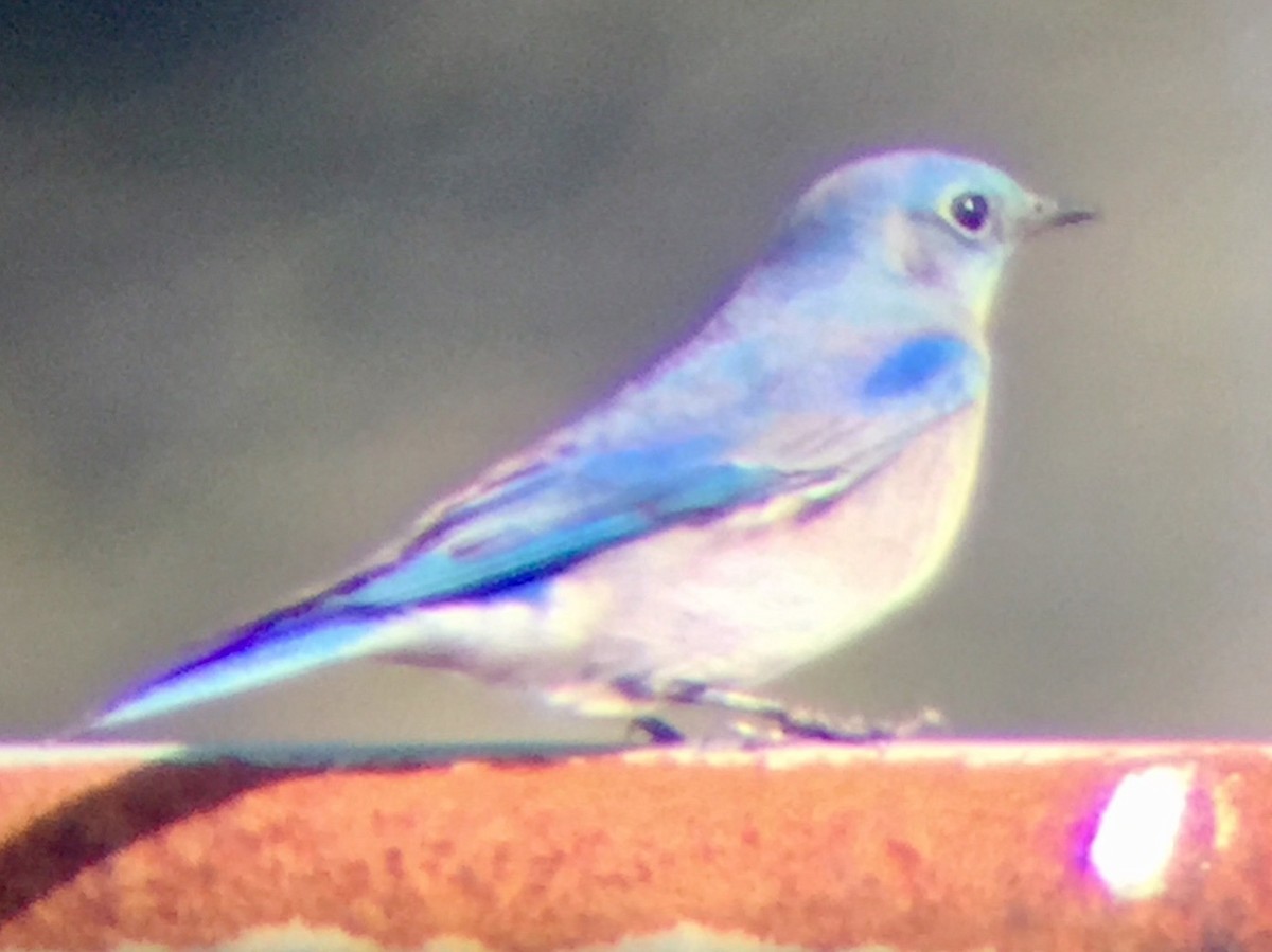 Mountain Bluebird - ML200107441