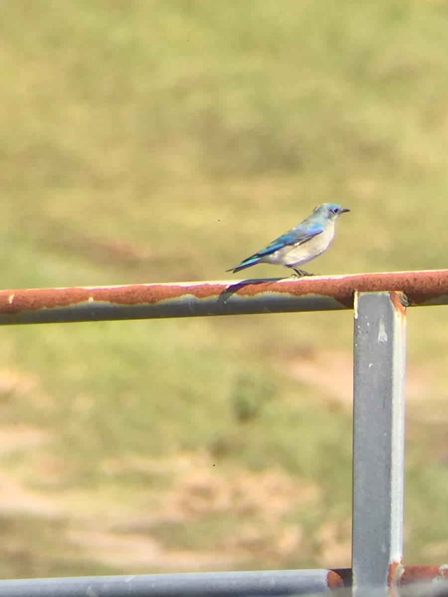 Mountain Bluebird - Jon Hoch