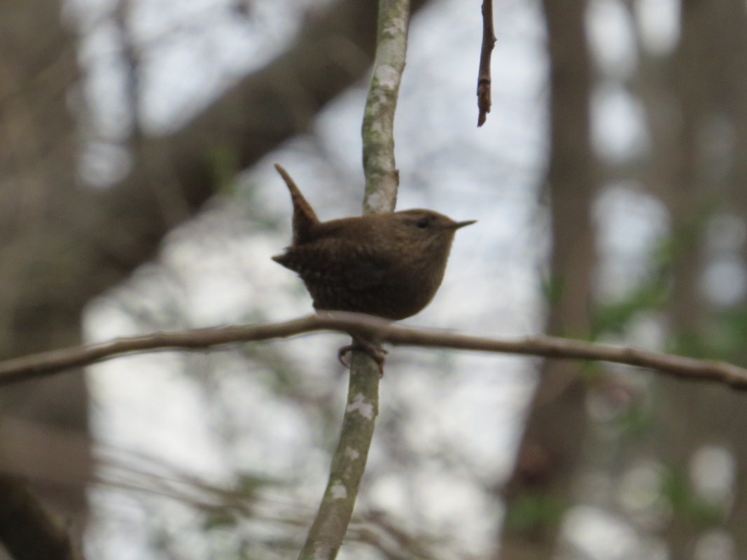Winter Wren - ML200109061