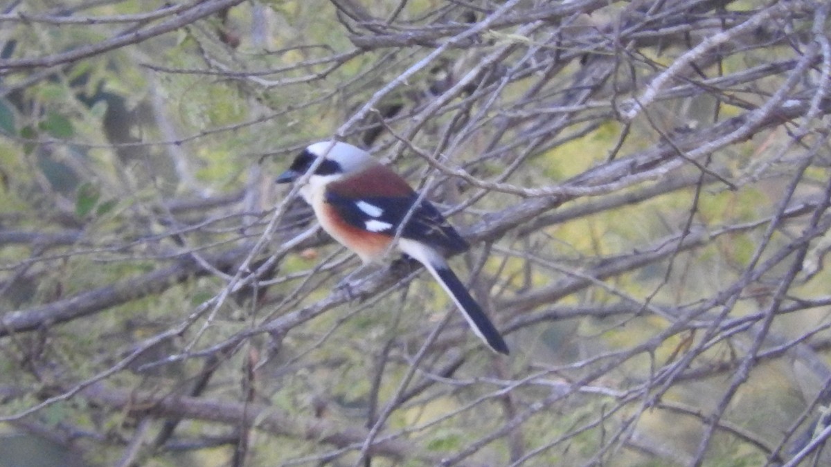 Bay-backed Shrike - ML200109111