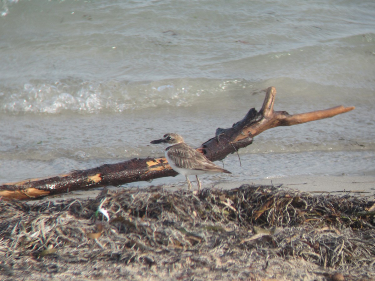 Wilson's Plover - ML200109451