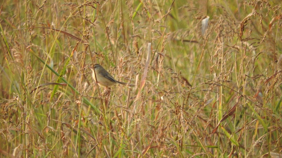 Prinia simple - ML200109671