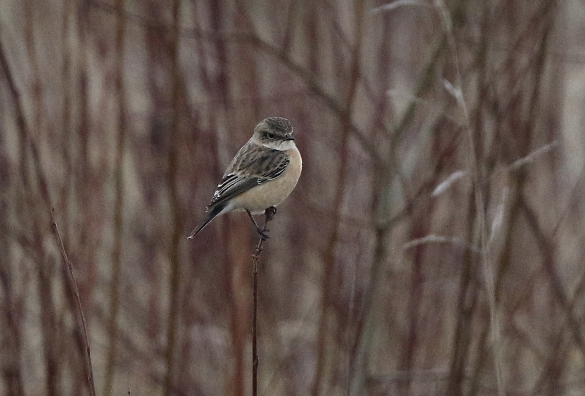 Siberian Stonechat (Siberian) - ML200109801