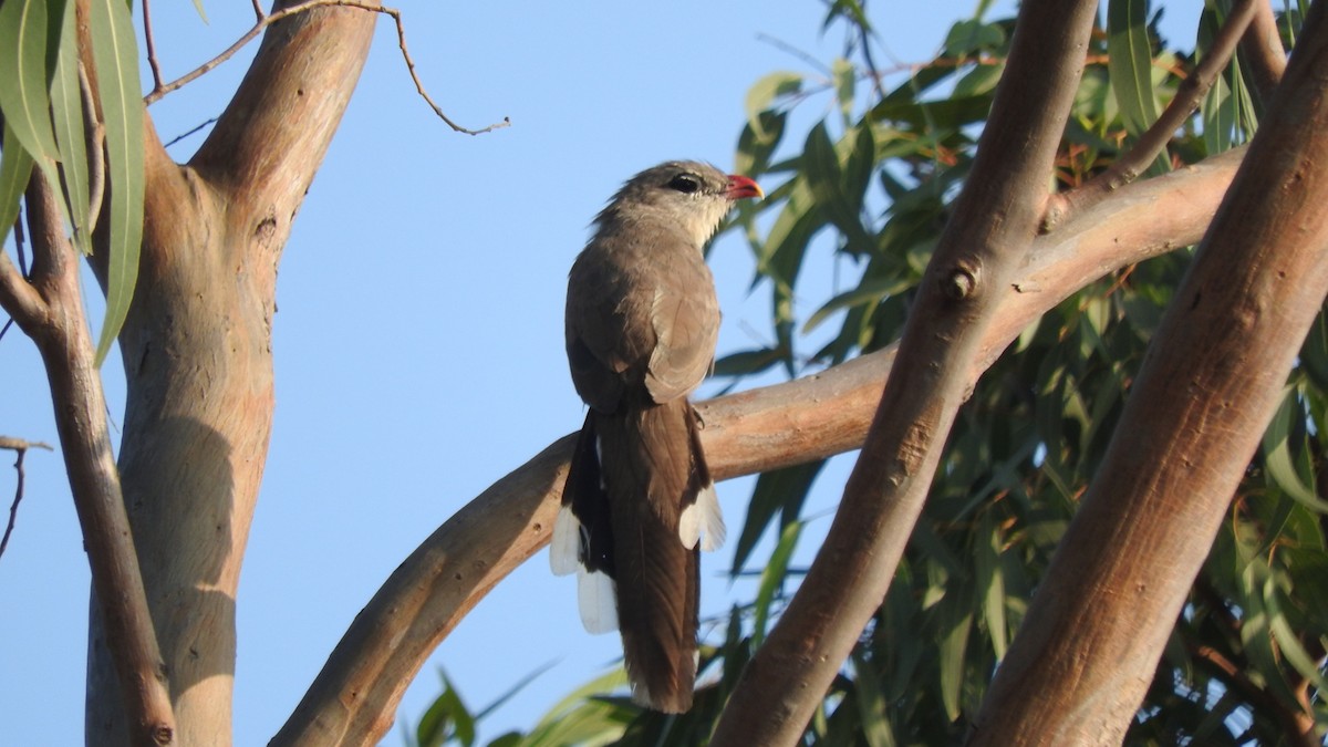 Sirkeer Malkoha - ML200110841