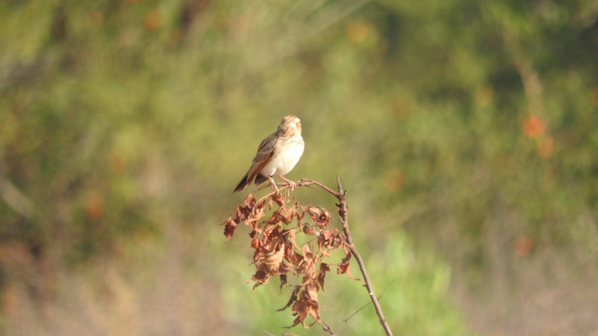 Indian Bushlark - ML200110991