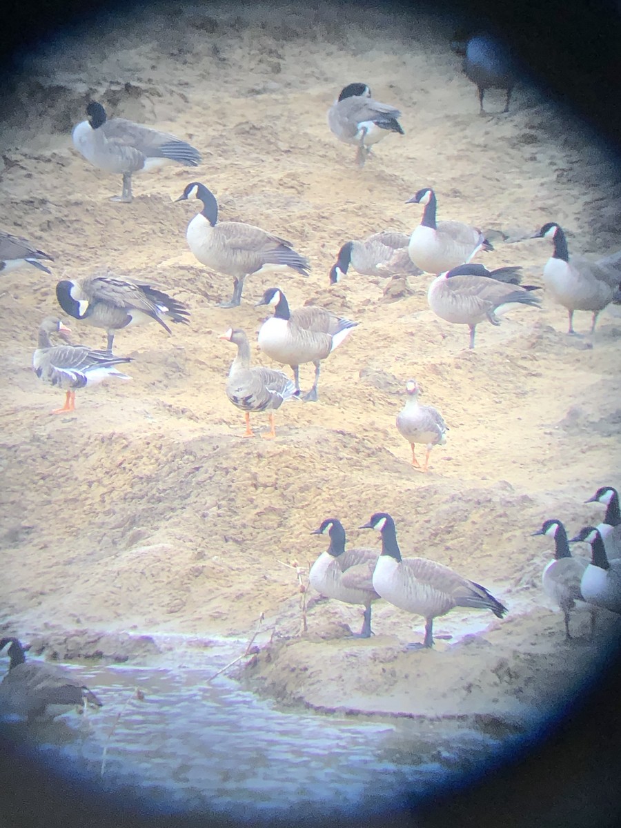 Greater White-fronted Goose - James Stammen