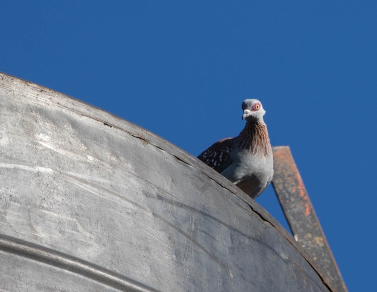 Pigeon roussard - ML200113591