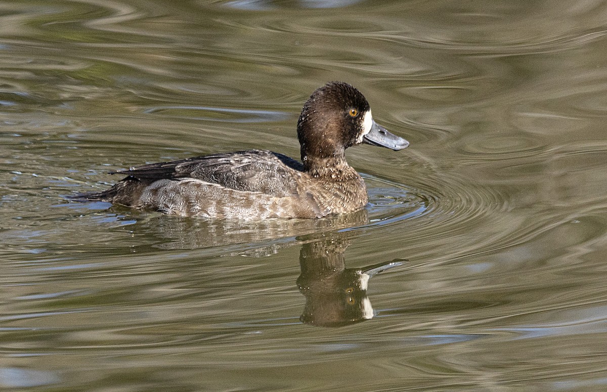 Lesser Scaup - ML200115081