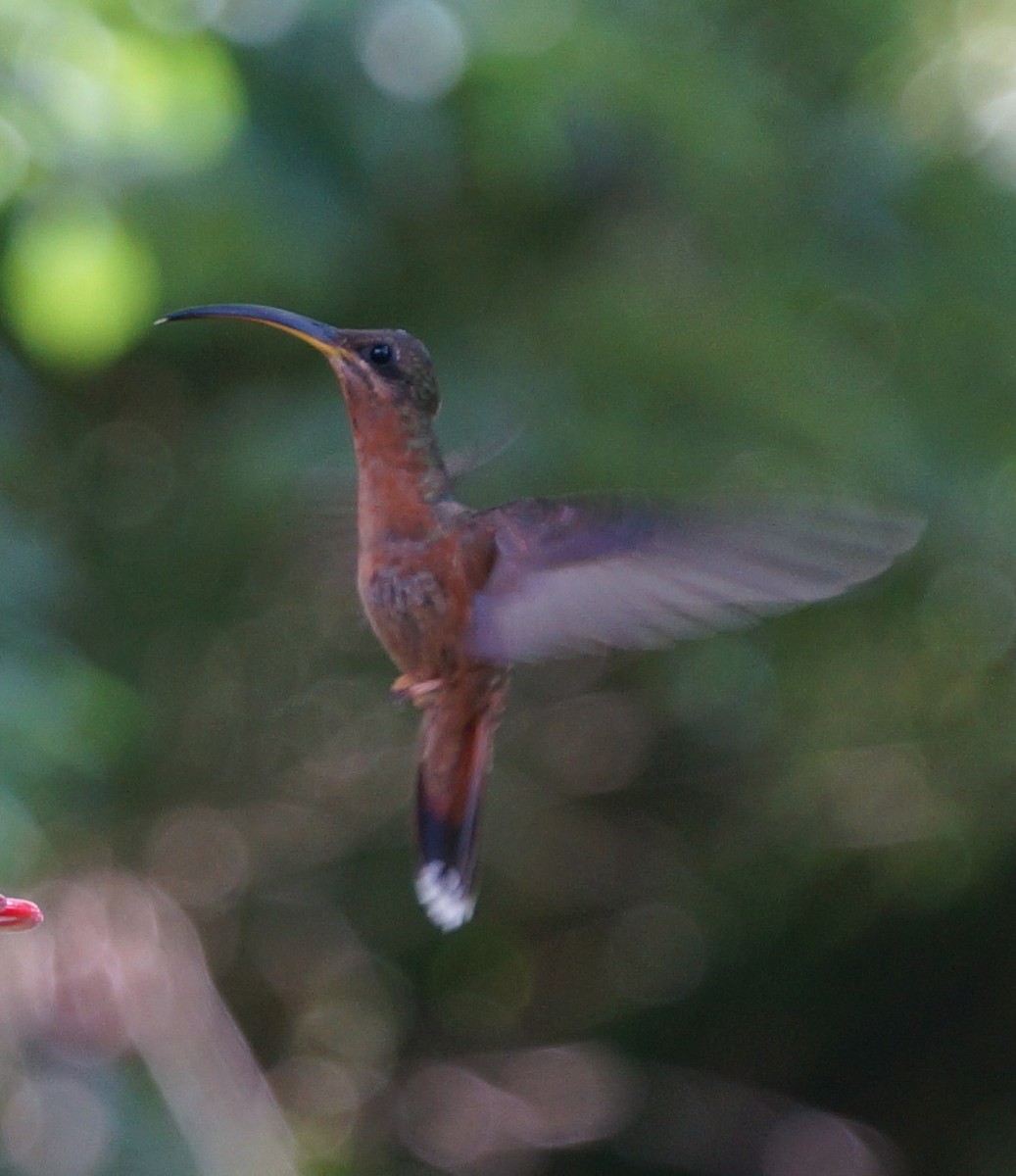 Rufous-breasted Hermit - ML200115091