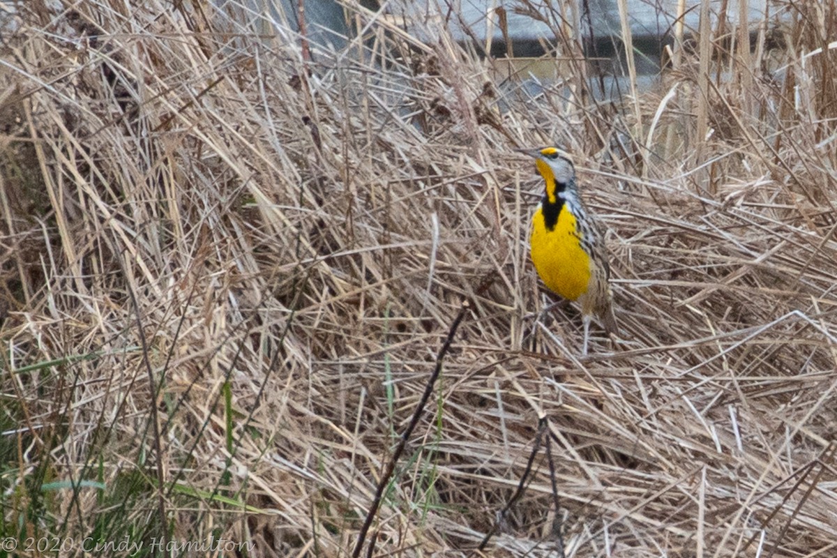 Eastern Meadowlark - Cindy Hamilton