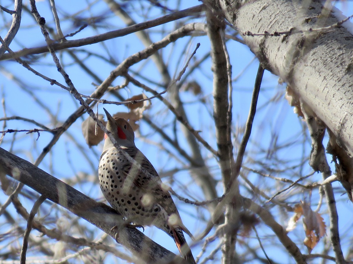 Northern Flicker (Red-shafted) - ML200118841