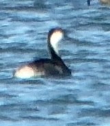 Western Grebe - ML200119341