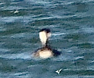 Western Grebe - ML200119351