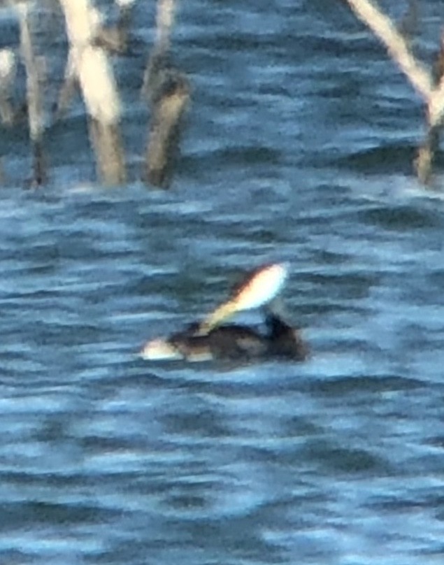 Western Grebe - ML200119361