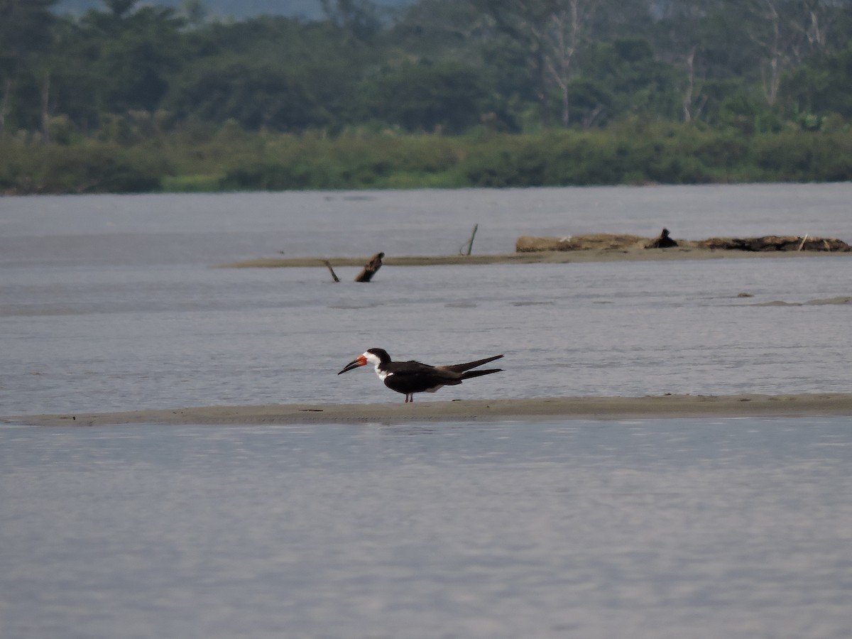 Black Skimmer - ML200120311