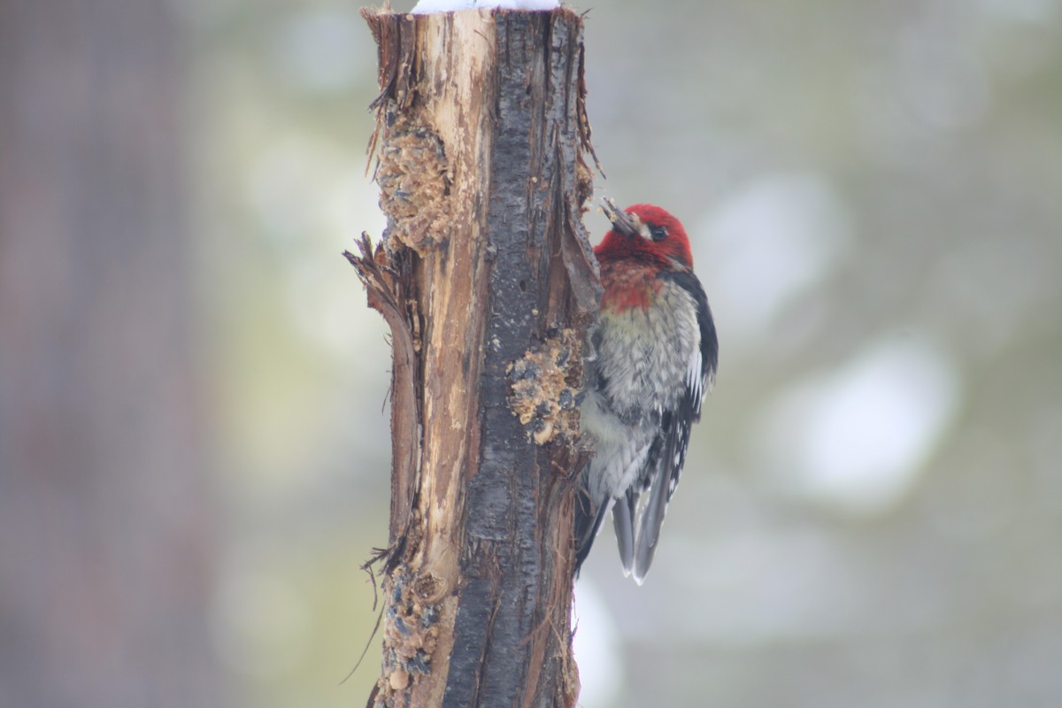 Red-breasted Sapsucker - Jeremy Welch