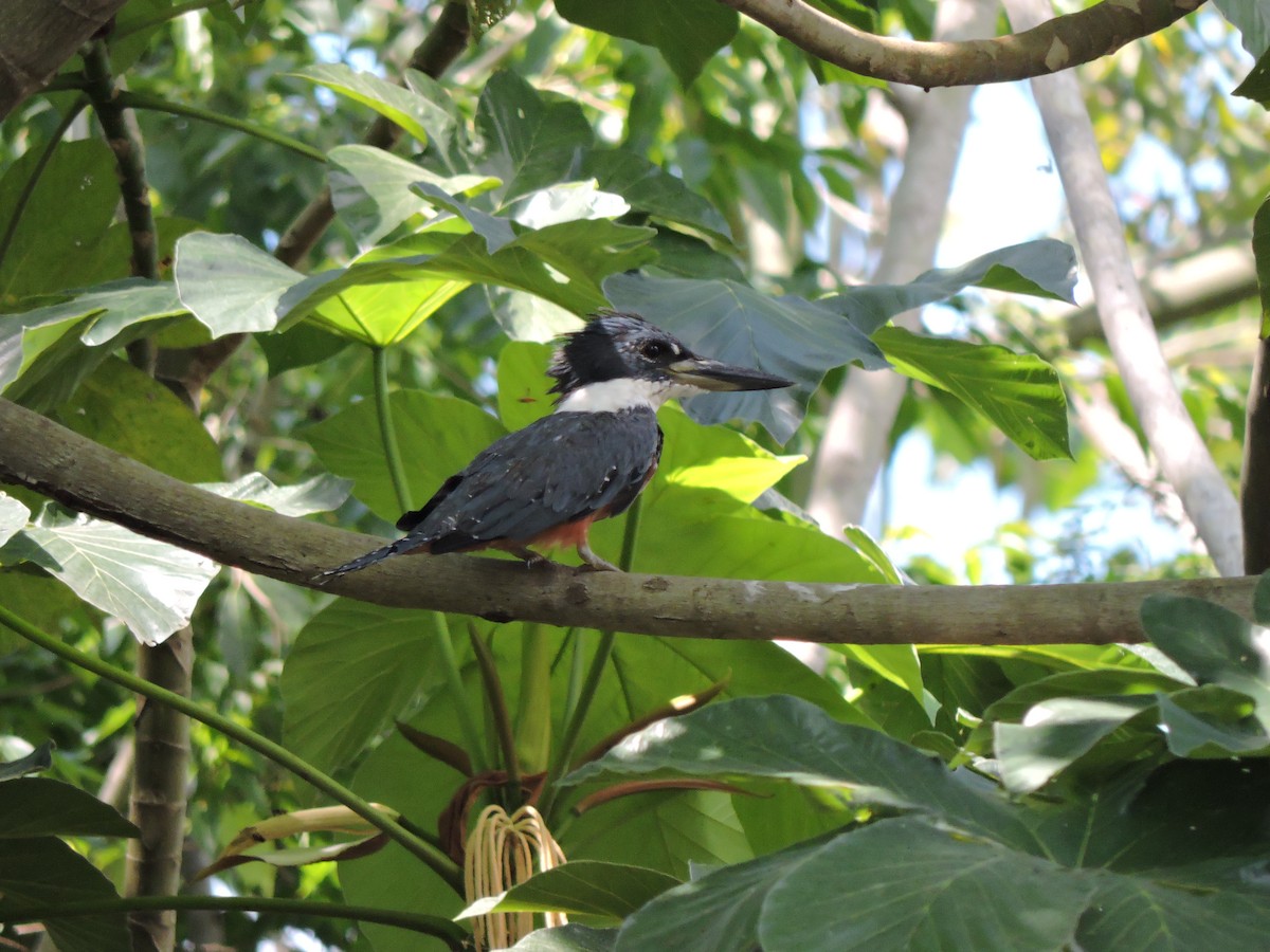 Ringed Kingfisher - ML200120531