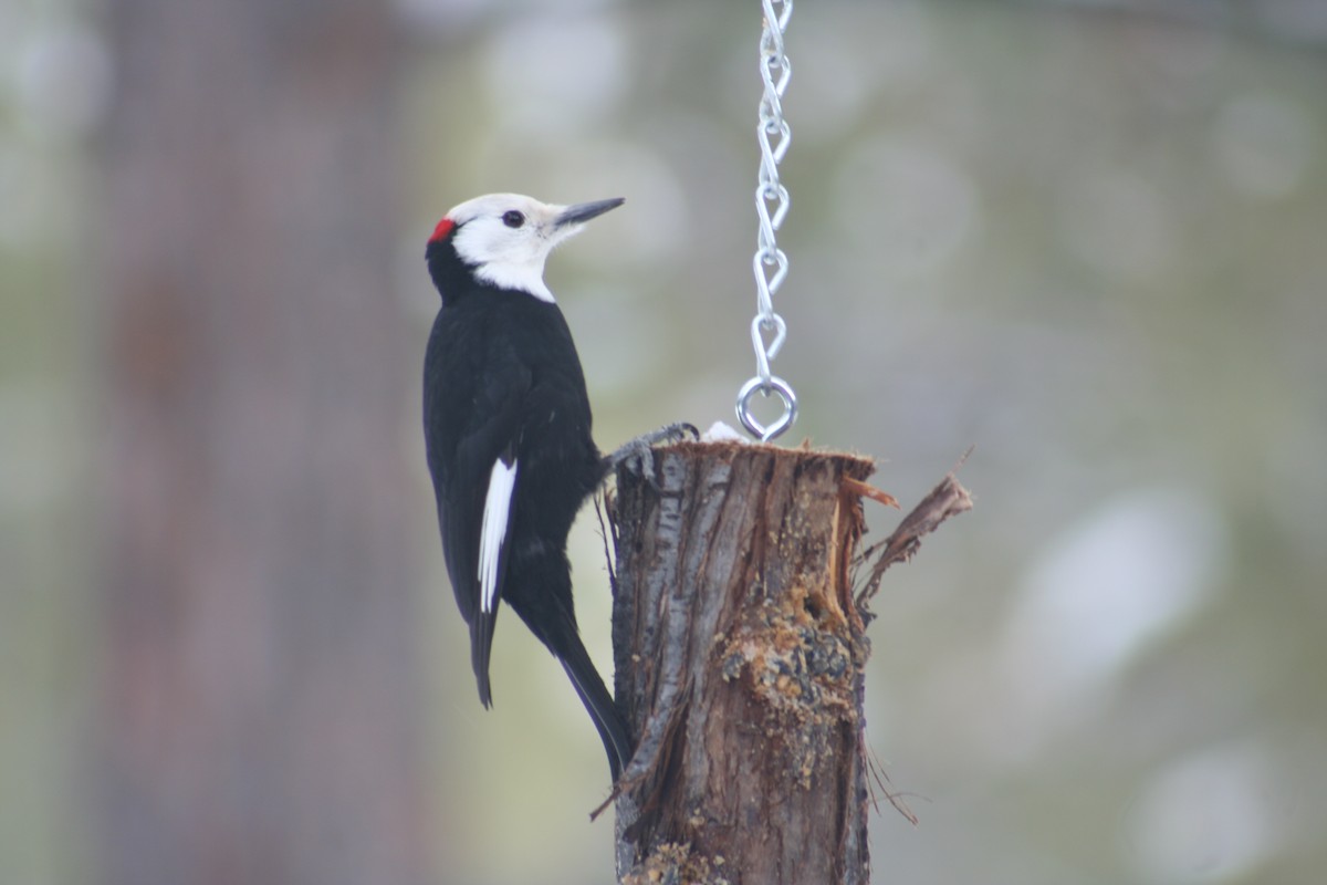 White-headed Woodpecker - ML200120711