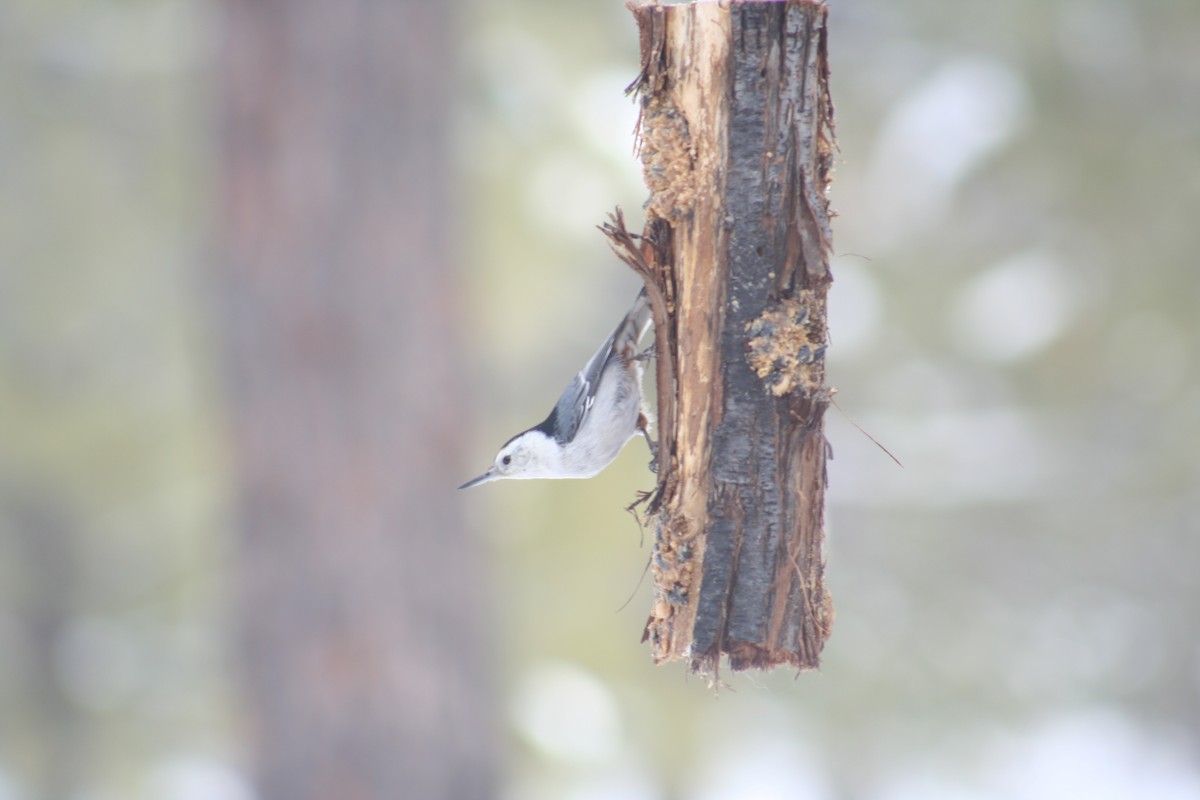 White-breasted Nuthatch - ML200121081