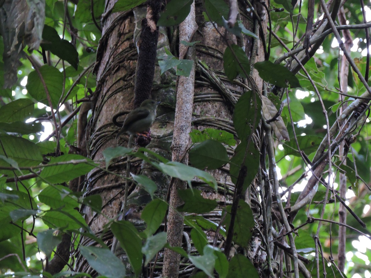 White-bearded Manakin - ML200121171