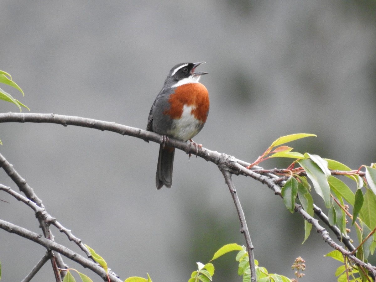 Chestnut-breasted Mountain Finch - Mark Stacy