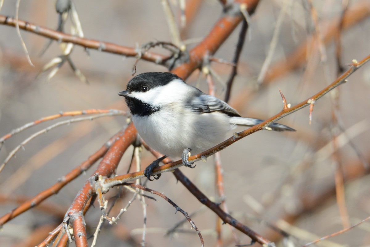 Black-capped Chickadee - Taylor Abbott