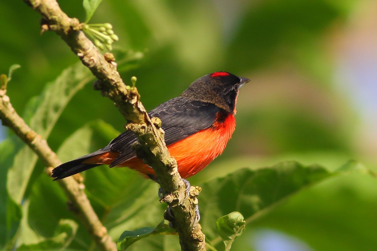 Crimson-breasted Finch - ML200126021