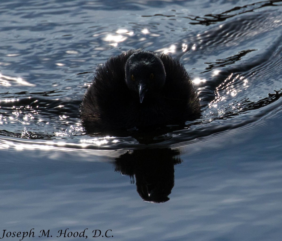 Least Grebe - Joseph Hood