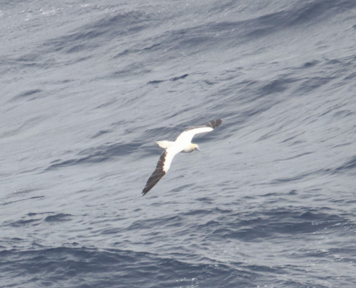 Red-footed Booby - ML200128381